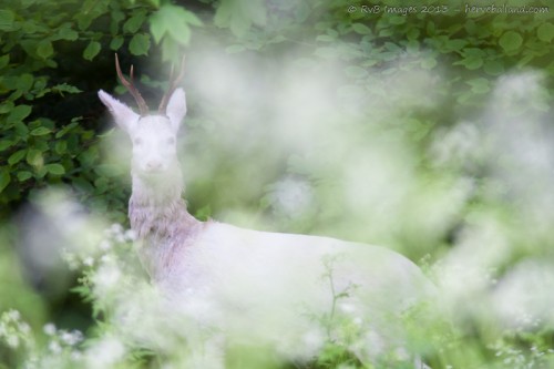 brocard albinos, capreolus capreolus
