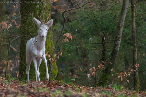 Brocard albinos à l'approche, capreolus capreolus