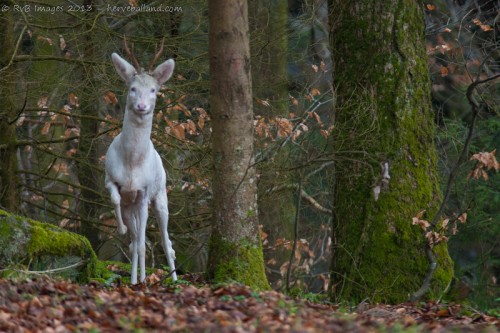 Brocard albinos, capreolus capreolus