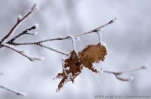 Feuilles survivantes en hiver