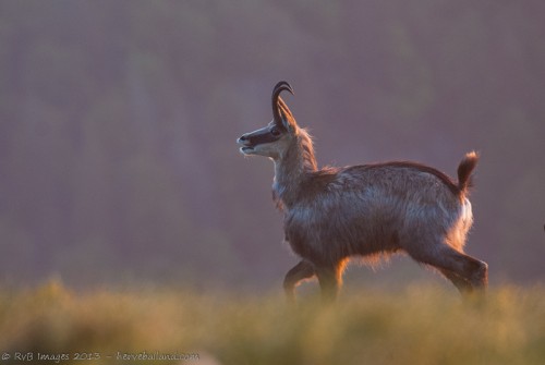 Chamois au soleil levant