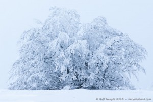 Arbre ployant sous la neige