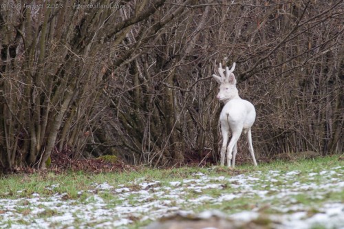 brocard albinos, capreolus capreolus