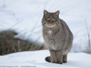 chat sauvage, felis silvestris silvestris