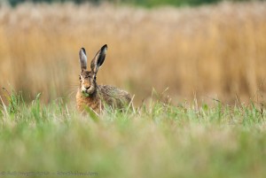 Lièvre, un camouflage sérieux