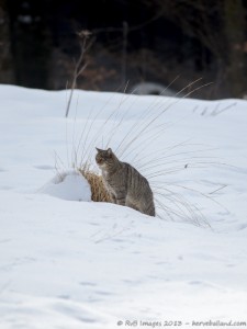 chat sauvage, felis silvestris silvestris