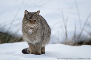 chat sauvage, felis silvestris silvestris