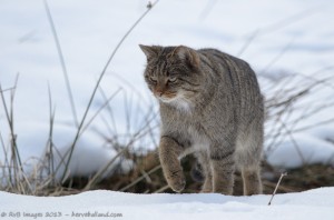 chat sauvage, felis silvestris silvestris