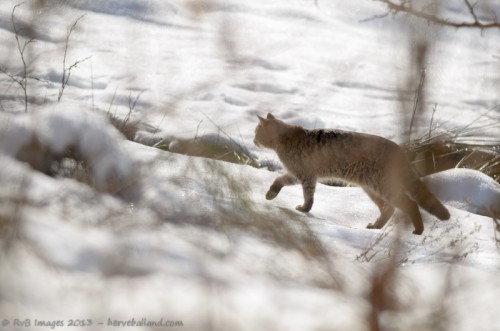 Chat sauvage, felis silvestris silvestris