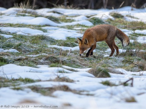 renard roux, vulpes vulpes