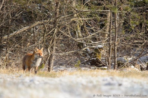 renard roux, vulpes vulpes