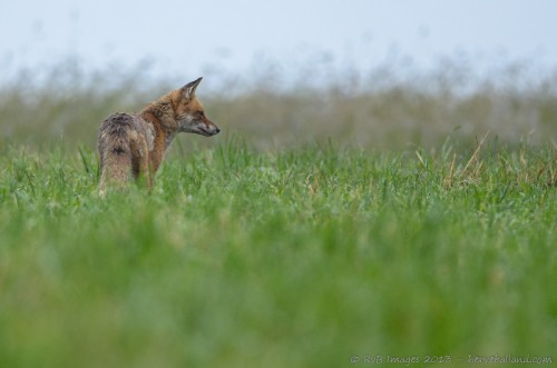 Renard roux, Vulpes vulpes