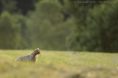 Chat Forestier, Felis Silvestris Silvestris