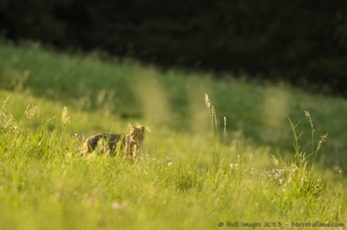 Chat Forestier, Felis silvestris silvestris