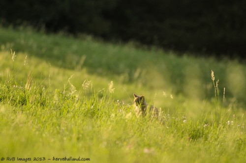 Chat Forestier, Felis silvestris silvestris