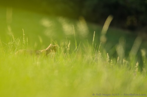 Chat Forestier, Felis Silvestris Silvestris