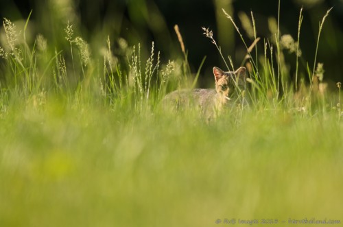 Chat Forestier, Felis Silvestris Silvestris