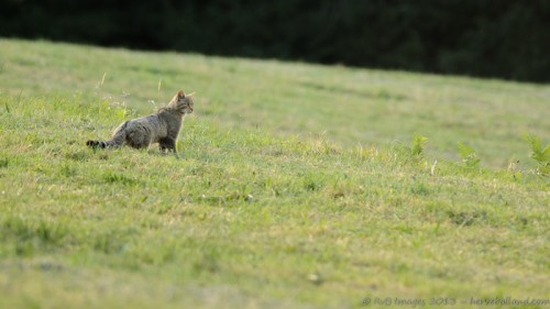 Chat Forestier, Felis Silvestris Silvestris