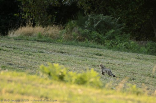 Chat Forestier, Felis Silvestris Silvestris