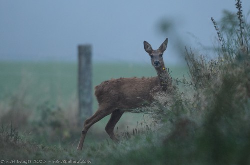 Chevrette sur un chemin forestier