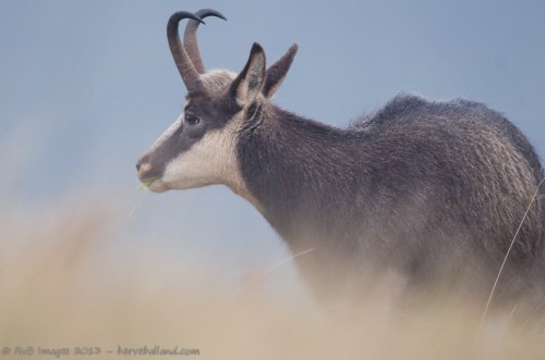 Chamois, Rupicapra rupicapra : Sigma 500mm, 1/200, f/4.5, iso 2000