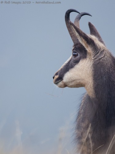 Chamois, Rupicapra rupicapra : Sigma 500mm, 1/200, f/4.5, iso1600