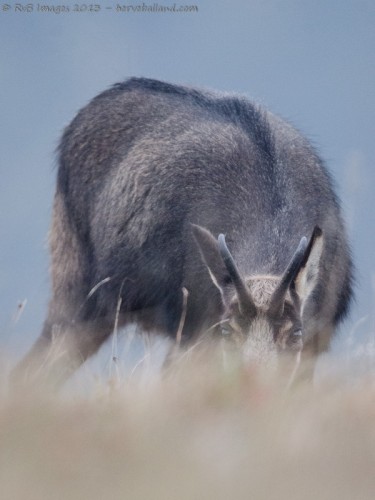 Chamois, Rupicapra rupicapra : Sigma 500mm, 1/200, f/4.5, 6400 iso