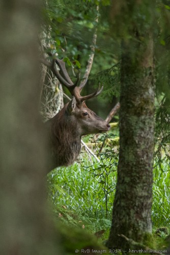 Cerf élaphe, cervus elaphus