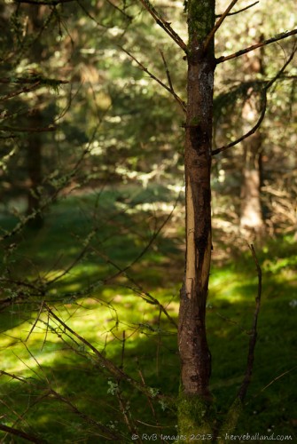Marquage sur un jeune sapin 2