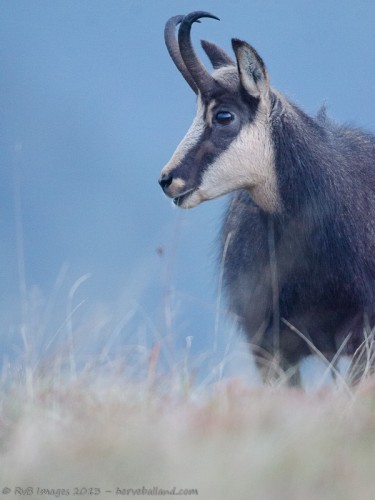Chamois, Rupicapra rupicapra : Sigma 500mm, 1/100, f/4.5; iso 6400