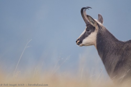 Chamois, Rupicapra rupicapra : Sigma 500mm, 1/200, f/4.5, iso 2000