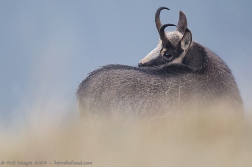Chamois, Rupicapra rupicapra : Sigma 500mm, 1/200, f/4.5, iso 3600
