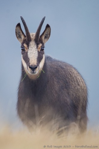 Chamois, Rupicapra rupicapra : Sigma 500mm, 1/200, f/4.5, iso 1600