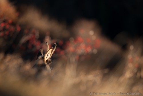 Chamois, Rupicapra rupîcapra : Nikon D7000, Sigma 500mm, 1/1000, f/4.5, iso 250 : Le repos du guerrier, sur fond de quelques sorbes...