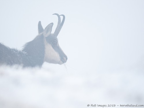 Chamois, Rupicapra rupicapra : Nikon D7000, Sigma 500mm, 1/1000, f/4.5, iso 200 : Pour quelques brins d'herbe...