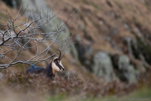 Chamois, Rupicapra rupicapra : Nikon D7000, Sigma 500mm, 1/125, f/4.5, iso 400 : Le repos du guerrier