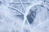 Chamois, Rupicapra rupicapra : Nikon D7000, Sigma 500mm, 1/50, f/4.5, iso 800 : L'hiver s'est invitée brutalement