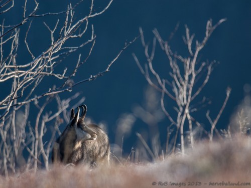 Chamois, Rupicapra rupicapra : Nikon D7000, Sigma 500mm, 1/350, f/4.5, iso 200 : Dans la lumière, des Hêtres squelettiques