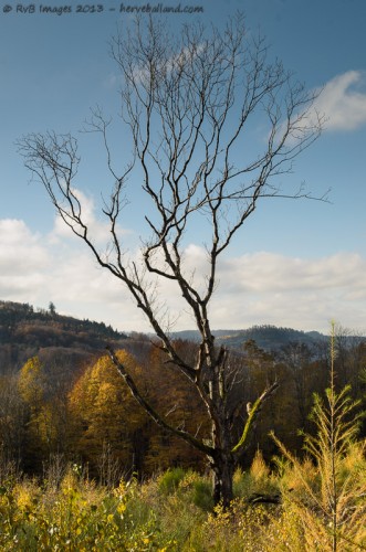 Coup de vent... : Sony HX5V, 1/320, f/8, iso 125 :