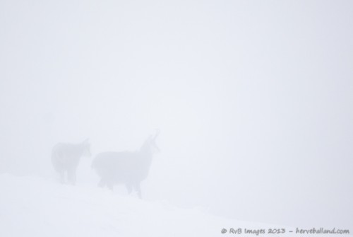 Chamois, Rupicapra rupicapra : Nikon D7000, Sigma 500mm, 1/1250, f/4.5, iso 400 : L'apprentissage de l'hiver , mieux vaut ne pas perdre de vue sa nourrice...
