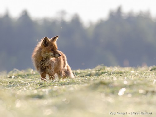 Renard roux, vulpes vulpes : Olympus E-M1 ; Olympus 40-150 f/2.8 ; 1/640 ; f/2.8 ; iso 320