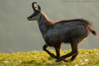 Chamois au galop dans la rosée