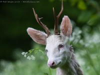 brocard albinos, capreolus capreolus