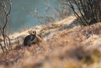 Chamois dans le givre