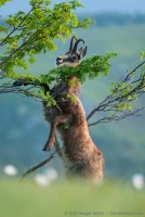 Chamois se nourrissant de feuilles