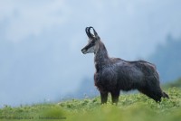 Chamois impétueux