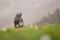 Chamois en train d'effectuer un flehmen