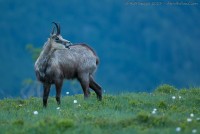 Chamois effectuant un flehmen