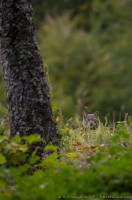 Chat sauvage, felis silvestris