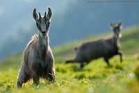 Jeune chamois s'allégeant quelque peu